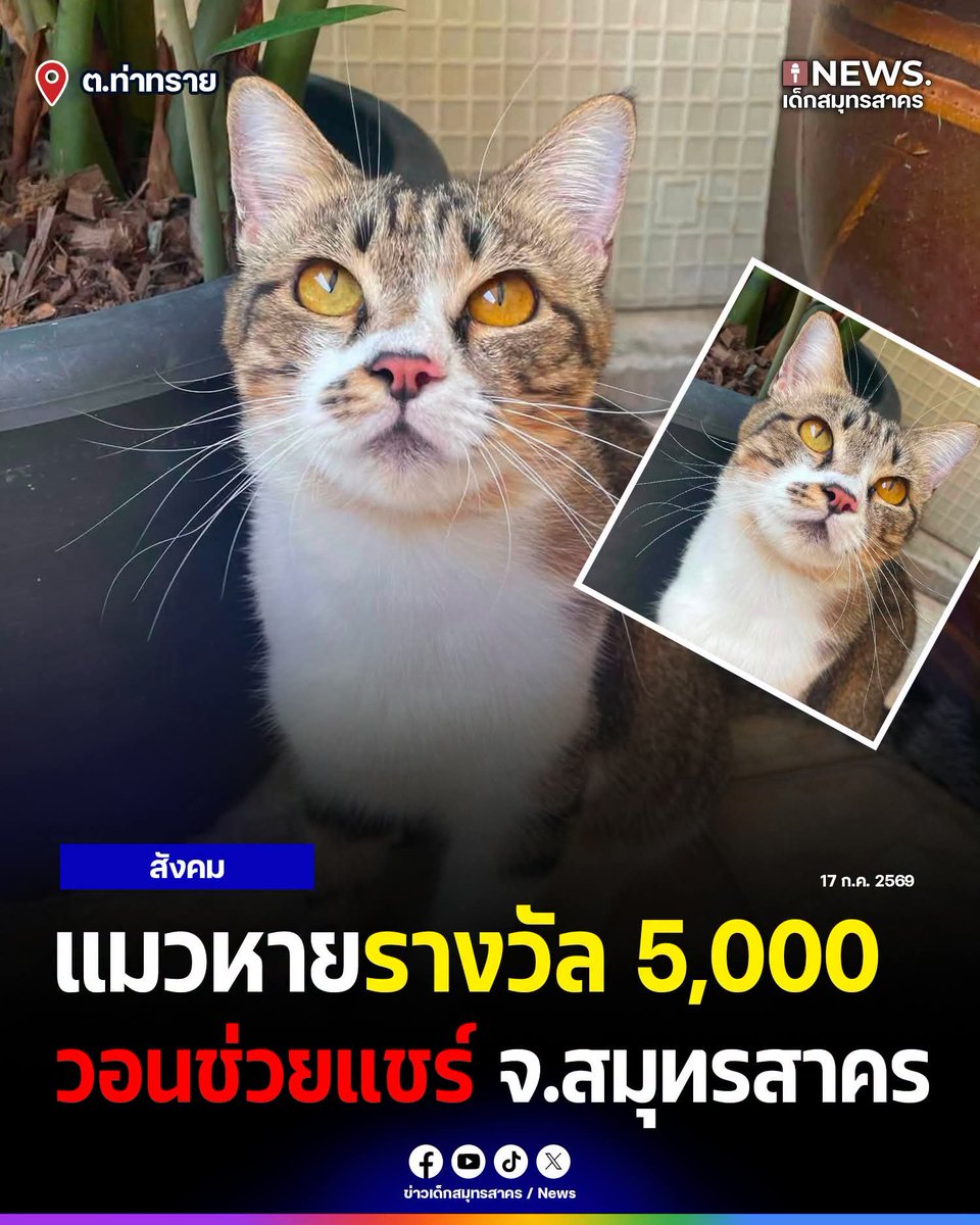 LoveyouApo's tweet photo. (วอนช่วยแชร์-มีรางวัล 5,000) ตามหาน้องแมวหายครอบครัวเป็นห่วงมาก จ.สมุทรสาคร
.
ข้อมูลน้องแมว
สายพันธุ์/สี: แมว ลายสลิด-ขาว
จุดเด่นชัดเจน: มี ปานดำที่ใต้จมูกด้านขวา
เพศ: ตัวเมีย (ทำหมันแล้ว)
วันที่หาย: ตั้งแต่วันที่ 6 กรกฎาคม 2569
พิกัดที่หลุดหาย: แถวหมู่บ้าน ชนันธร เดอะแซนด์ ท่าทราย หมู่ 6 จ.สมุทรสาคร
รางวัลนำส่ง: 5,000 บาท (สำหรับท่านที่แจ้งเบาะแสจนตามเจอน้อง หรือช่วยดูแลน้องไว้ให้จนได้รับตัวกลับ)
.
📞 หากพบเห็นหรือมีเบาะแส โปรดติดต่อได้ตลอด 24 ชม.
โทร: 099-1872332 (คุณอุ๋ม)
โทร: 080-2030312 (คุณพัฒน์)
.
1 แชร์ของทุกคนคือความหวังพาน้องกลับบ้าน ขอบพระคุณทุกคนมากๆครับ

https://t.co/clXGscManP