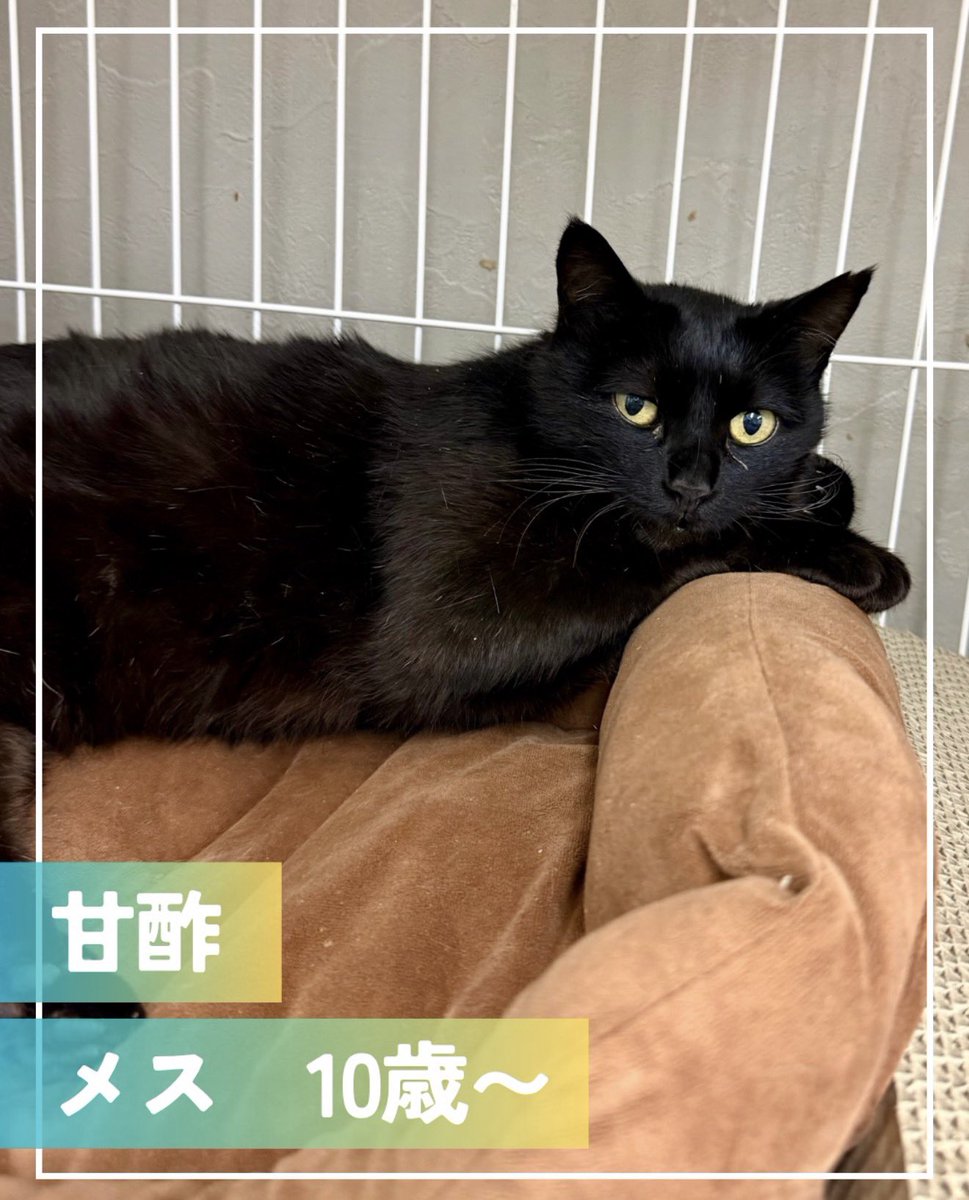 kotonekonokai's tweet photo. 【7/19開催💁‍♀️】
今週日曜日のカインズ南砂町SUNAMO店で
開催する「くみまち保護猫譲渡会」のお知らせ📢

日時：7月19日(日) ：13時〜16時
場所：カインズ南砂町SUNAMO店
ペッツワントリミングルーム前特設スペース
東京都江東区新砂3丁目4番31号

また会場では皆さまからの物資支援も募っております。 https://t.co/AhBrNb7bcE