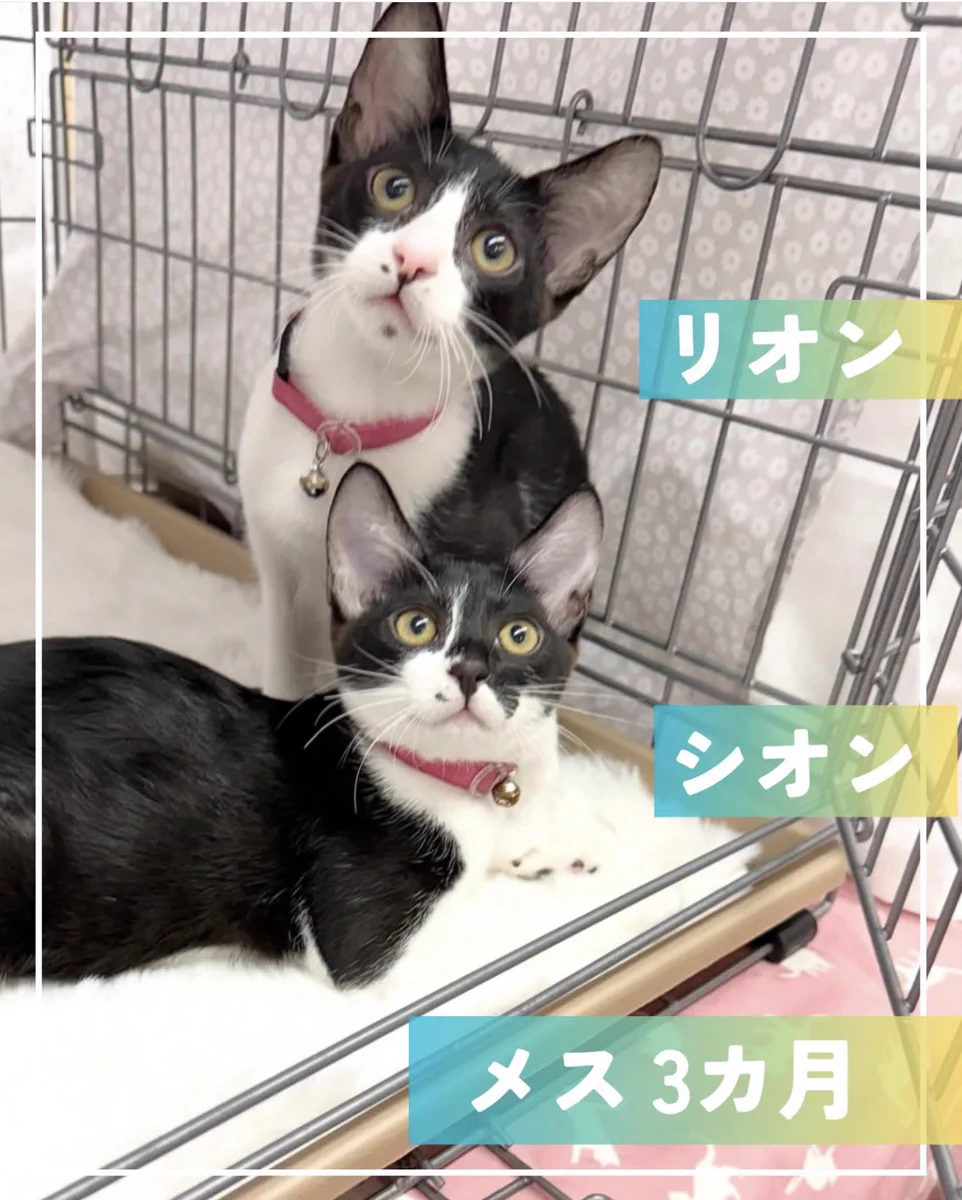 特定非営利活動法人江東ねこの会 on X: 