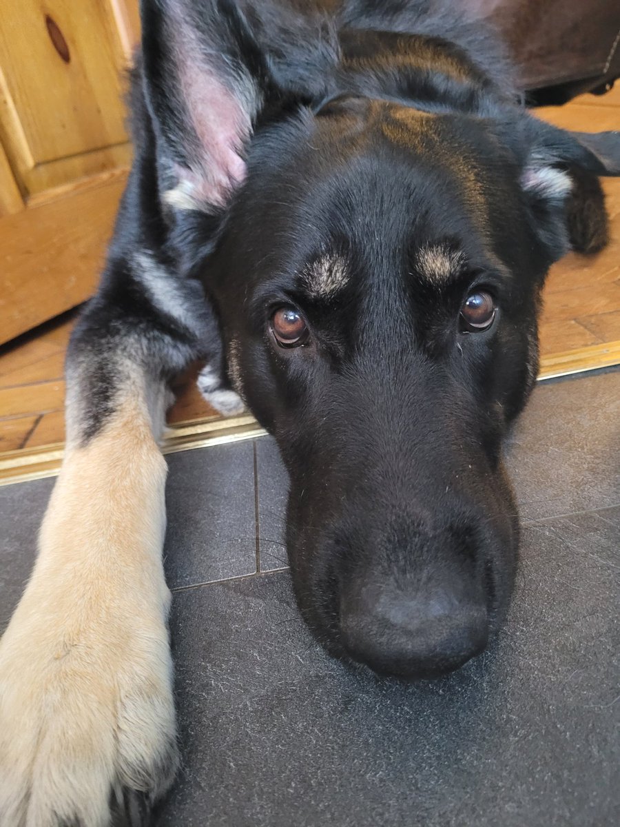 MalthaelB0u's tweet photo. The face i look forward to every time i wake up, enter my front door all the way up until i go to sleep. 

<3 https://t.co/XpLWkSVN1m