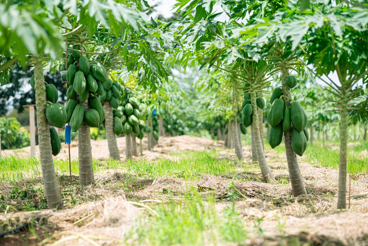 kaynelafarmsltd's tweet photo. There’s something special about picking fruit where it was grown.

A walk through our orchard is a reminder that good things take time. Season after season, tree after tree, there's always something to enjoy.💚🥭

Come and experience the orchard for yourself.

#KaynelaFarms #FruitOrchard #ExploreUganda #FarmExperience