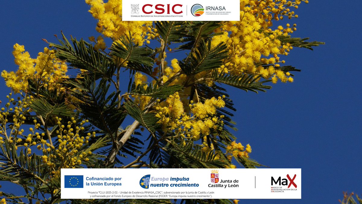 irnasa_csic's tweet photo. 📢 New paper out!    
📜 "Australian Acacia species impact soil bacterial communities abroad but not at home", published in 'Plant and Soil'.
👨‍🔬 With the participation of Ángel Valverde, from #IRNASA‑CSIC.
🔗 https://t.co/w5Hi6bpj52 https://t.co/TSnFE2TpJ7