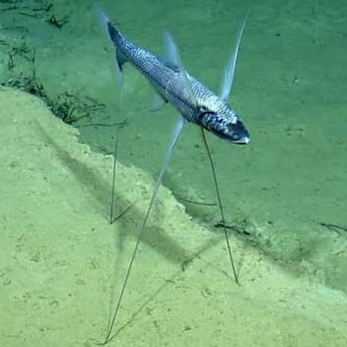 AMAZlNGNATURE's tweet photo. The tripodfish spends much of its life standing on the ocean floor

Using its long fin rays like stilts, it waits motionless in the deep sea for prey to drift within reach. https://t.co/W2dBAjlvtG