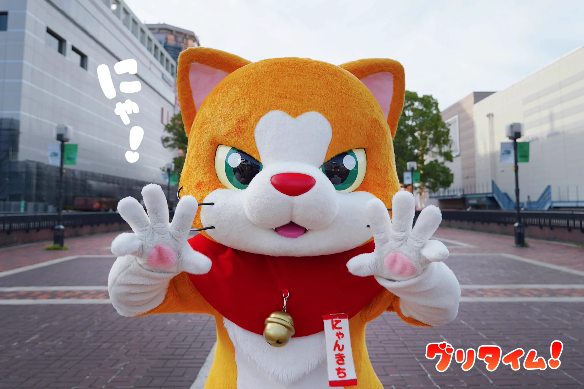 にゃん吉【公式】Nyankichi (@cat_nyankichi) / X