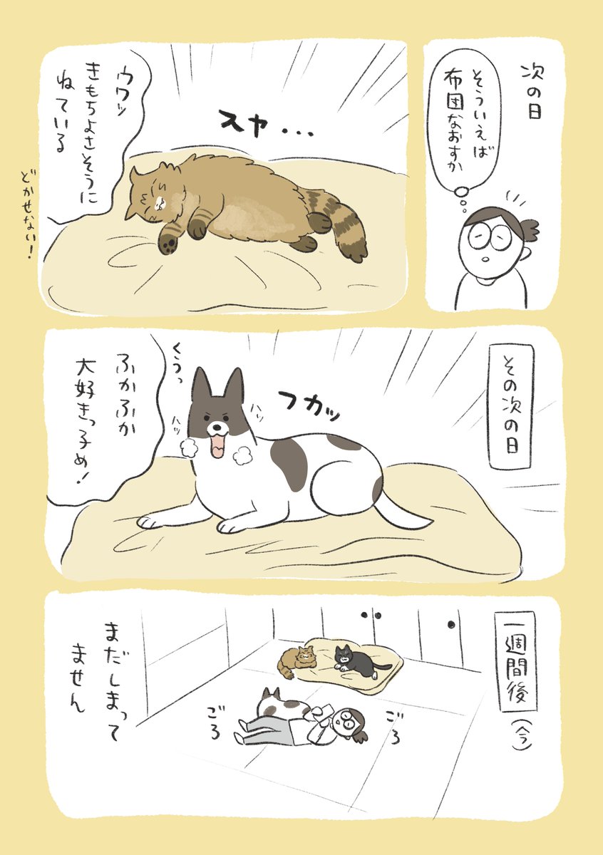 bana_wanko's tweet photo. ふかふか大好きっ子たち https://t.co/h0UPfrW2KA