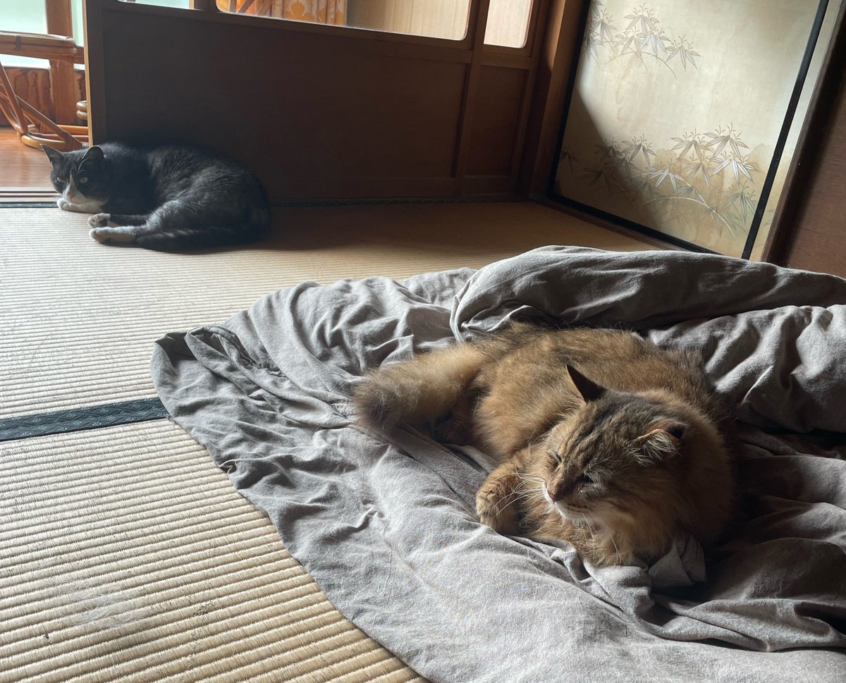 bana_wanko's tweet photo. ふかふか大好きっ子たち https://t.co/h0UPfrW2KA