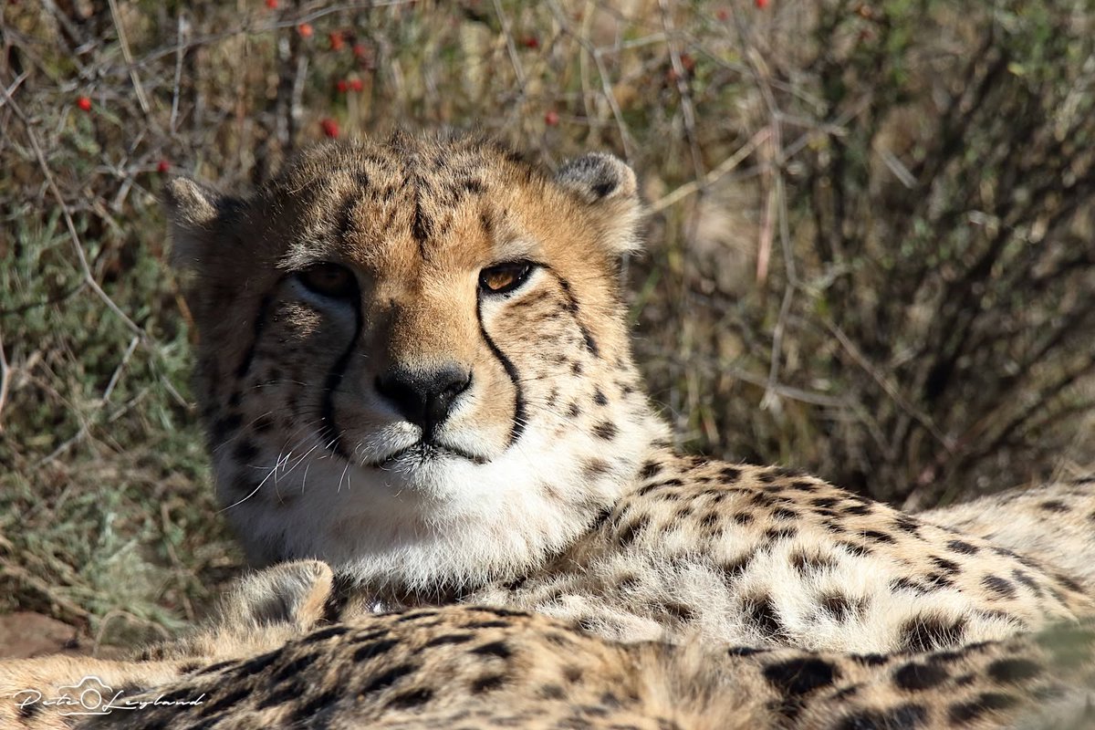 SANParks Mountain Zebra tweet media