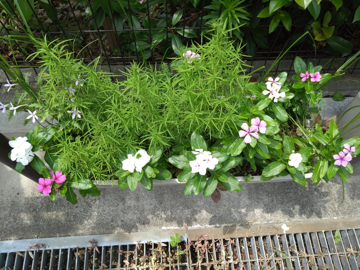 ash_1120's tweet photo. グラジオラスと植えてないのに生えてきた日々草たち
毎日水遣り3回くらいしてる
水遣りしてない雑草がどんどん枯れていくからほんとに暑いんだろうな☀ https://t.co/tHaj4uGtp4