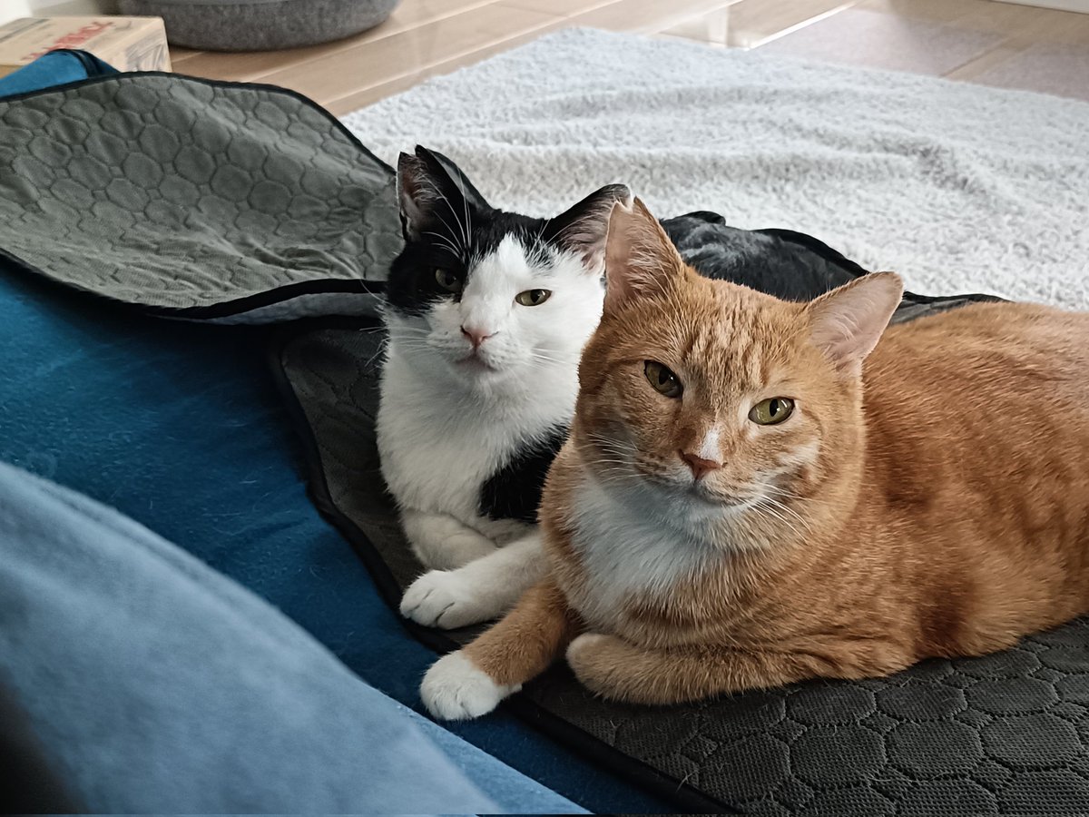 croque_goma's tweet photo. 気がついたらすごい見てた…🐱🐱 #保護猫 https://t.co/4fFgnCHeW4