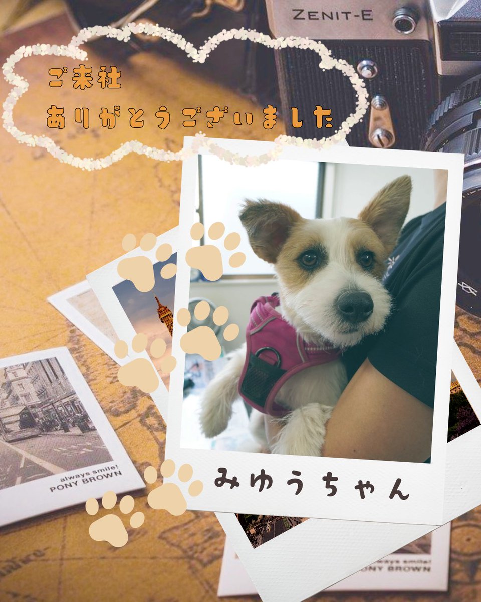 sansomania's tweet photo. ご来社いただき、ワンちゃんも遊びに来てくれました🐶✨

弊社ではポータブル電源のレンタルも行っております。
家庭用酸素濃縮器を帰省や旅行の移動時にもご利用いただけます。

また、酸素濃縮器本体に小型バッテリーを搭載した
器械(ユニクリアS1)のレンタルもございます。

夏休みはご注文が多くなる時期です。
お早目のご準備がおすすめです♡