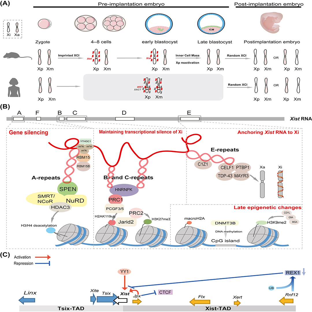 GenesNDiseases's tweet photo. Why do the same X-linked #mutations cause different outcomes?
This review shows how skewed #XChromosomeInactivation drives disease severity and reveals new therapeutic opportunities. @CentralSouth_U
#OpenAccess in #GenesAndDiseases: https://t.co/6AaUj8UMHJ https://t.co/5sek5Bw4Ye