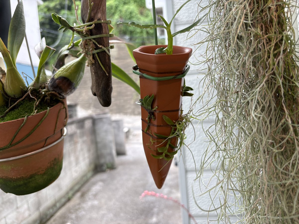 liyunheimu's tweet photo. ダイソーの植木鉢に刺す給水のやつを滲み壺として運用してる、常に湿っててマジでいい。 https://t.co/QVusTKIuiT