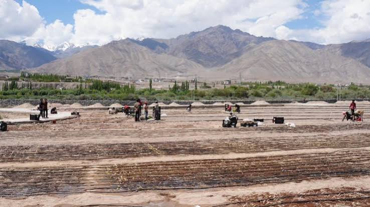 naaz_mahar's tweet photo. #Ladakh has taken a major step towards becoming a high-altitude #floriculture hub with the #development of India’s highest commercial #Lilium cultivation field at #Choglamsar in #Leh, creating new #opportunities for local #farmers. @sanjayraina @InsightGL @SrinagarGirl https://t.co/rcQEZqtZR9