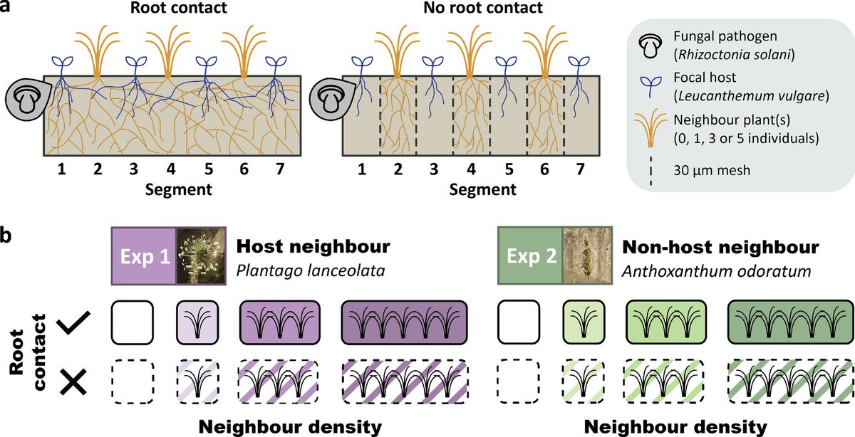 niooknaw's tweet photo. New publication: Untangling the role of #roots in belowground disease transmission: contact, identity and density, by @RaaijmakersJM and others. #plantpathogen #diseaseecology #plants
https://t.co/K8Jg6Bt2nV https://t.co/r8qfTaeRAo