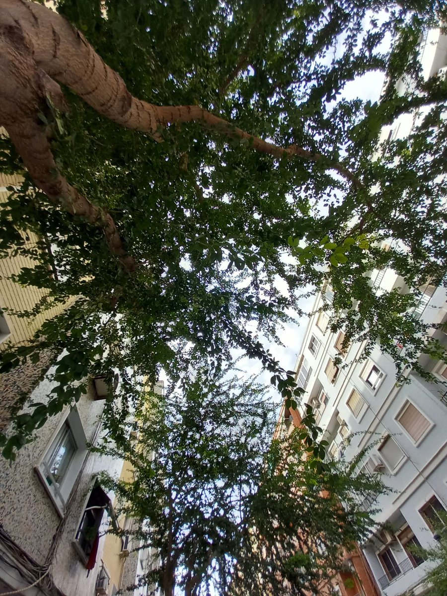 arbopalm's tweet photo. Los arbolistas tenemos tareas muy diversas, una de ellas aprendernos los nombres botánicos de las nuevas especies que se incorporan en la plantación por el cambio climático:
#Pithecellebium dulcis …ya nos vale🤓🤦🏼😉 https://t.co/40ULGX5e1s