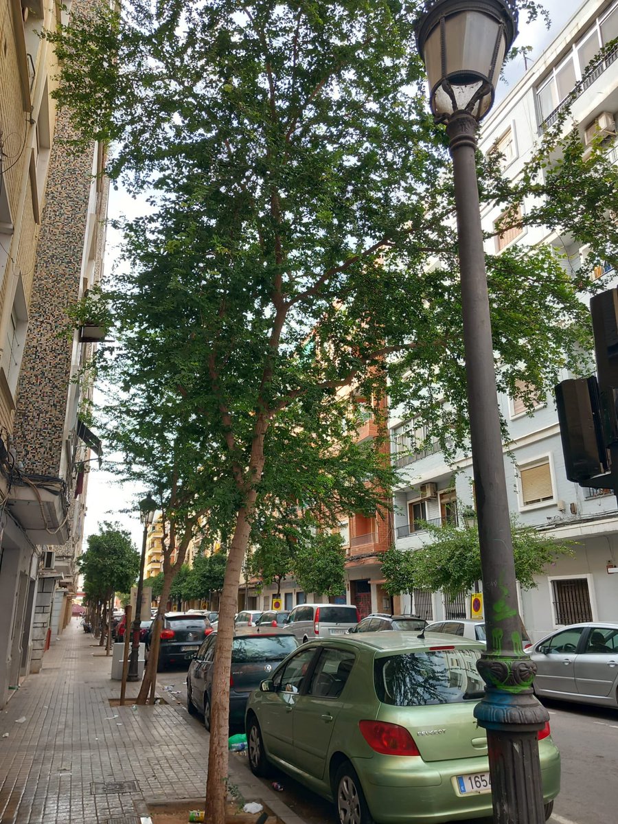 arbopalm's tweet photo. Los arbolistas tenemos tareas muy diversas, una de ellas aprendernos los nombres botánicos de las nuevas especies que se incorporan en la plantación por el cambio climático:
#Pithecellebium dulcis …ya nos vale🤓🤦🏼😉 https://t.co/40ULGX5e1s