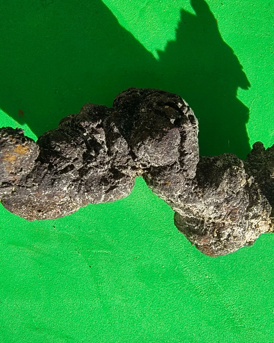 ABaucon's tweet photo. In my hand, there's a bromalite, a #fossil product of digestion! π Ever wondered what ancient diets looked like? Bromalites reveal secrets from the past, showcasing interactions between organisms and environments! #PaleoDiet #TraceFossils #AncientEcosystems https://t.co/8HkAMhPeYU
