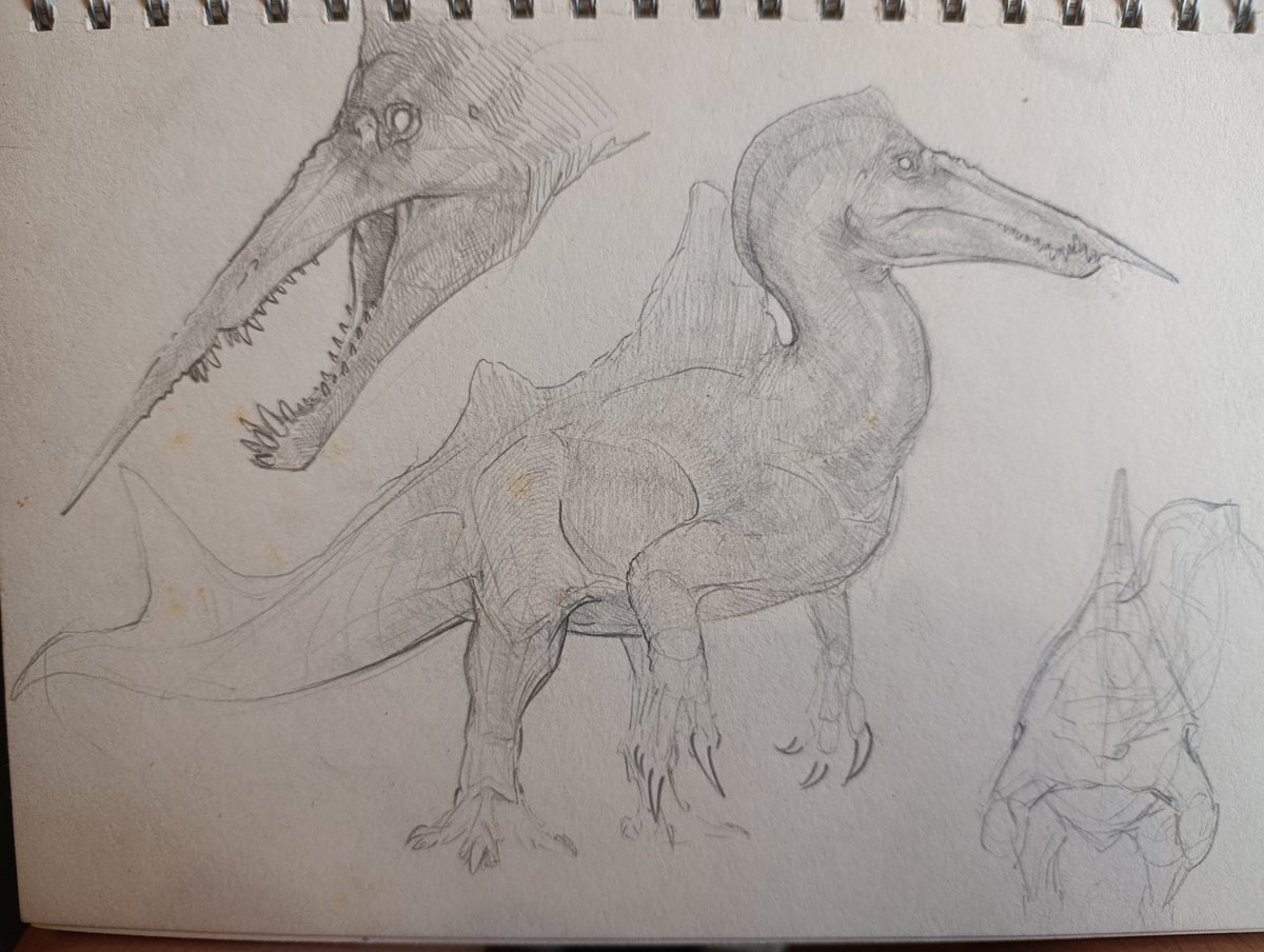 mantian2006's tweet photo. Swordfish spino https://t.co/3CRcGDiHAH