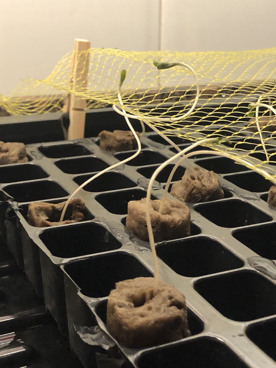 royalqueenseeds's tweet photo. Let's test your knowledge... What's going on with these seedlings? 👀 https://t.co/UwPwqHJyeN