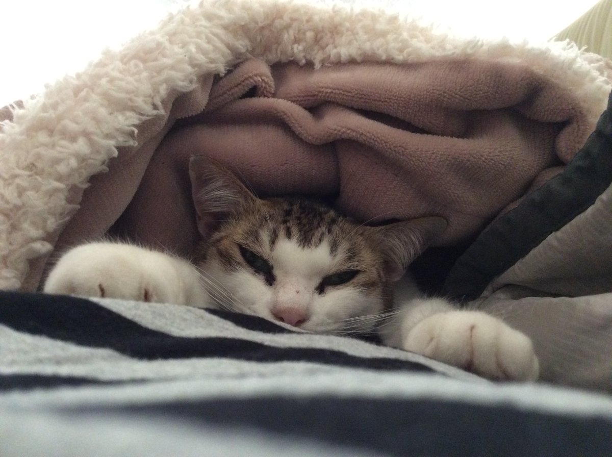 tomatekoro's tweet photo. はーちゃんの火葬も無事に終わりました。
霊園が家から近くてギリギリまで一緒にいられました。
はーちゃんはうちの子で幸せでしたか？私は幸せだったよ。長い間ありがとうね。
お腹布団できなくなって寂しいよ。着替えてまたおいでね！
(画像まだあるのでよかったらまた見てください）

2026.7.17 https://t.co/SDnHICWdjO