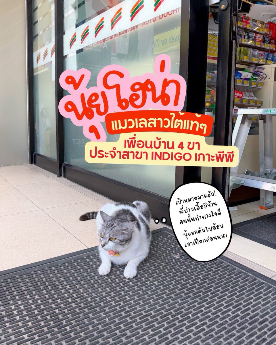 cpall_7eleven's tweet photo. หวัดดีพี่บ่าวพี่สาวทุกคน แง๊ววววว 😻 นุ้ยชื่อ "โฮน่า" หนานิ เป็นแมวเลสาวใต้แท้ๆ อาศัยรับลมเลบายใจเฉิบ ฟังเสียงคลื่นซัดฝั่งอยู่บนเกาะพีพี กระบี่นี่แหละจ้า
.
นุ้ยรับบทเป็น "เพื่อนบ้านสี่ขา" ประจำร้านเซเว่นฯ สาขา Indigo Phi Phi จ้า หน้าที่หลักของนุ้ยกะคือเป็นเจ้าบ้านที่ดี บางทีกะเผลอนอนหงายพุงหลาอยู่หน้าประตูร้าน คอยส่งสายตาปิ๊งๆ ต้อนรับพี่ๆ นักท่องเที่ยวที่เดินผ่านไปผ่านมาให้เขาชื่นใจ
.
นุ้ยอะขี้เล่นแล้วกะขี้อ้อนอย่างแรงเลยนะ ใครยกกล้องขึ้นมา นุ้ยพร้อมโพสท่าสู้กล้อง เอียงคอแจกความสดใสให้ปั๊บเลย แต่บอกไว้ก่อนหนา ว่าความน่ารักของนุ้ยอะมีค่าเหนื่อยนิ
.
กะแหม..พุงน้อยๆ ของนุ้ยมันทำงานหนัก หิวอยู่เหม็ดตลอดเวลาเลยนี่นา รางวัลที่นุ้ยอยากได้กะไม่ต้องคิดไหรมาก แค่แวะเข้าไปซื้ออาหารเปียกหอมๆ มาฉีกให้นุ้ยกินสักซอง นุ้ยกะรักจังฮู้แล้ววว กินหรอยพุงกางเสร็จ นุ้ยอียอมให้ลูบหัวเป็นการตอบแทนเลยเอ้า! หูตั้ง หางกระดิกดิ๊กๆๆ เลย
.
เอ๊ะ..แหลงเพลินไปหิด หูยยยย นู่นไง! เป้าหมายของนุ้ยมานู่นแล้ว พี่บ่าวที่ใส่เสื้อฮาวายลายดอกสีจ้านๆ คนนั้น ท่าทางใจดีอย่างแรง เดินยิ้มแฉ่งมาแต่ไกลพู้น 
.
เตรียมตัวแลสเต็ปออดอ้อนระดับเทพของนุ้ยได้เลย งานนี้รับรองว่าต้องโดนตกเข้าเต็มเปาแน่นอน นุ้ยขอตัวเดินไปถูไถ พันแข้งพันขาสักเดี๋ยวหนา เดี๋ยวมารายงานผลว่าได้เปียกมากี่ซอง ไปแล้วหนา เมี๊ยววว 🐾

#CPALL #7Eleven #GivingAndSharing #สร้างชุมชนอุ่นใจ #รักน้องหมา24ชั่วโมง #LoveForDog24hrs #หมาหน้าเซเว่น #แมวหน้าเซเว่น #รีวิวเซเว่น