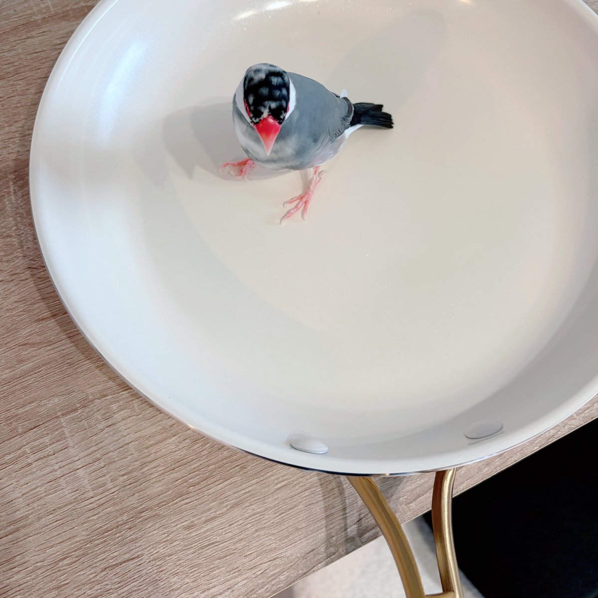 t9uwl's tweet photo. 鳥がいても使って大丈夫なフライパンを買った！
これで煮物以外の料理ができるように！！！ https://t.co/91hi5ZbJij