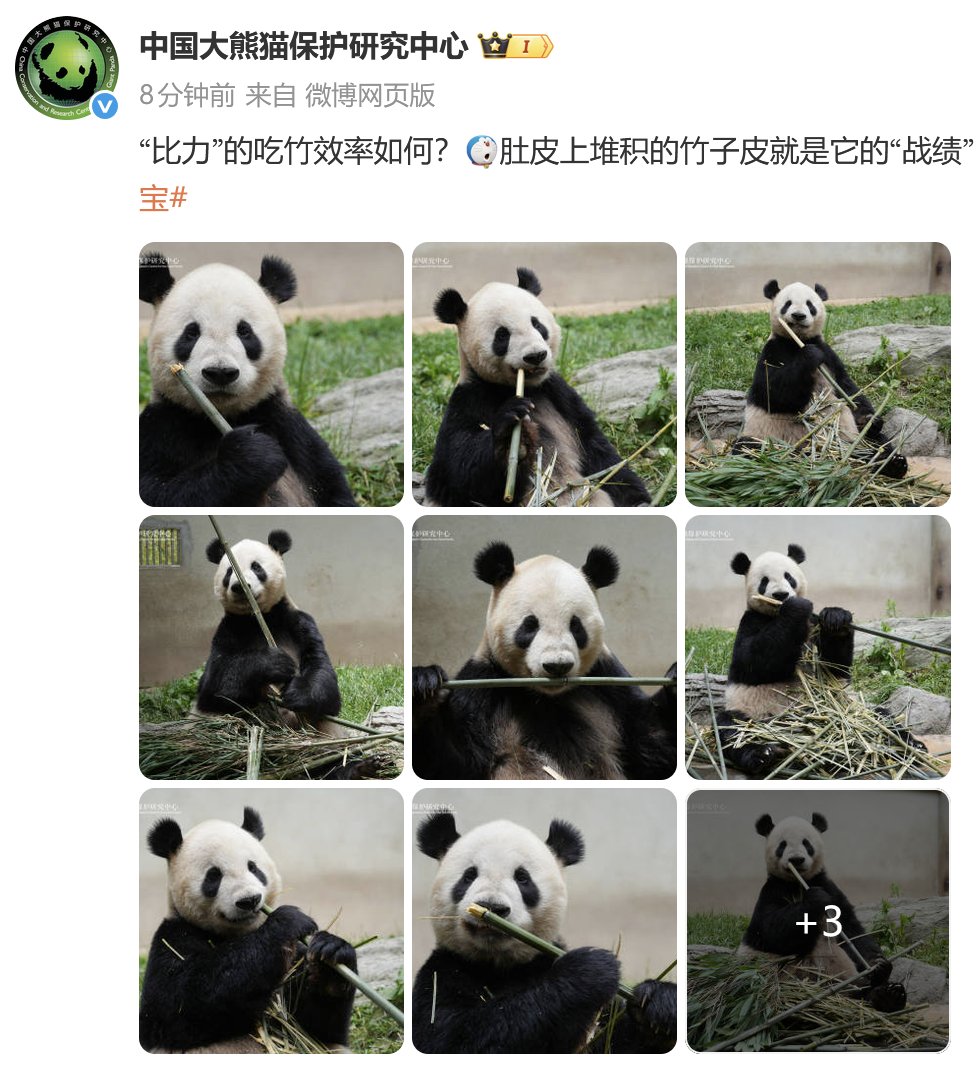 毎週シャンシャン (@PandaFanHouse) / Posts / X