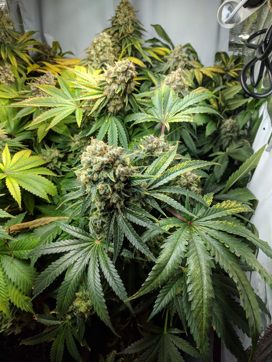 royalqueenseeds's tweet photo. Opinions on this Special Kush #1 that an anonymous grower shared with me? 👀 https://t.co/avwbWUBMD5