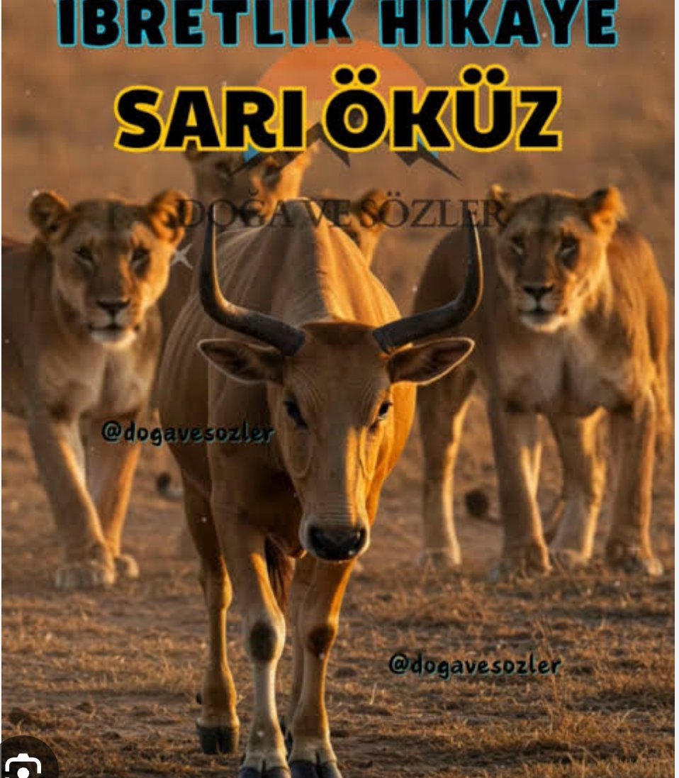 DrHalefYilmaz's tweet photo. Sarı öküz hikayesini herkes ötekine anlatır ancak kimse üstüne almaz. 
Amerika açık şekilde kızıl ve siyah öküzlere yağ çekiyor, sarı öküzden kurtulunca bütün otlakların kendilerine kalacağı vaadleri ile sarı öküze karşı siyah öküzü kullanırken kızıl öküze de otlaklara sahip çıkması vaadinde bulunuyor. 
Hikâyeyi herkes biliyor. Ancak durum ortada. 
İran'dan kurtulursak coğrafya bize kalacak hesabı aldanmaktan ibarettir. Abd'nin hesabı sarı öküzden sonra görülecektir. O da tüm öküzleri kutsal İsrail öküzüne kurban etmesidir. Tartışılmayacak kadar açıktır ama... 

Bu coğrafya hepimize yeter. Bir araya gelip başta habis işgalciyi sonra da tüm yabancı unsurları atmak dışında bir kurtuluş projesi yoktur. Kur'an'ın gösterdiği yol da budur. Kur'an akıllarınızın yanıldığı ve yanılttığını yapmaz saf hakikat söyler. Bu topraklara ait sarı öküzü de tüm yanlışlarına rağmen domuzlara tercih etmek tarihi doğru okumaktır...