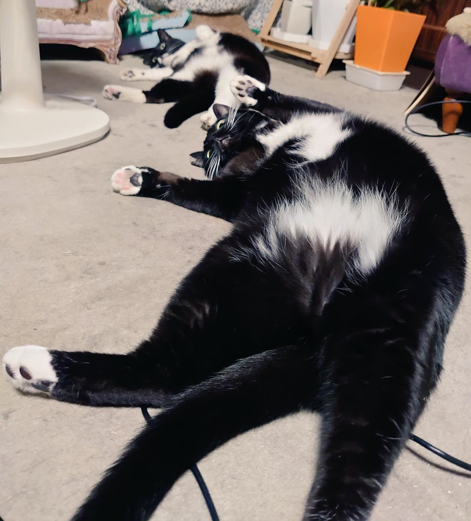 RoseKikiCats's tweet photo. 縦列ヘソ天黒白猫…
#猫のいる暮らし  #猫 ＃ねこ
#猫好きさんと繋がりたい  #元保護猫さんと暮らす #黒白猫 https://t.co/IvCe98q8K0