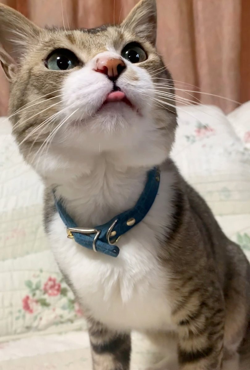 はるきち (@harukichi_cats) / Posts / X