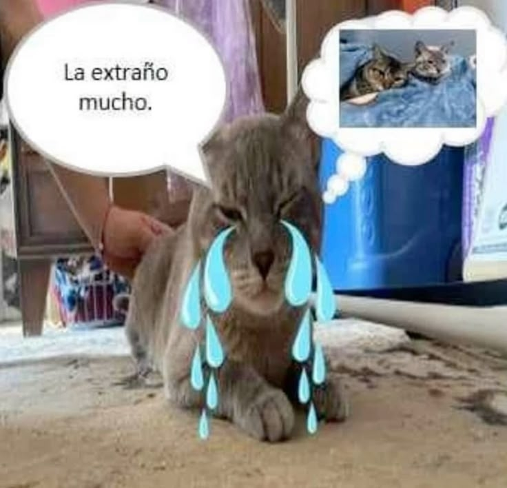 ltreeshugfour's tweet photo. yo conlakeme gusta pero nunka hablo https://t.co/K4PkwjAqu7