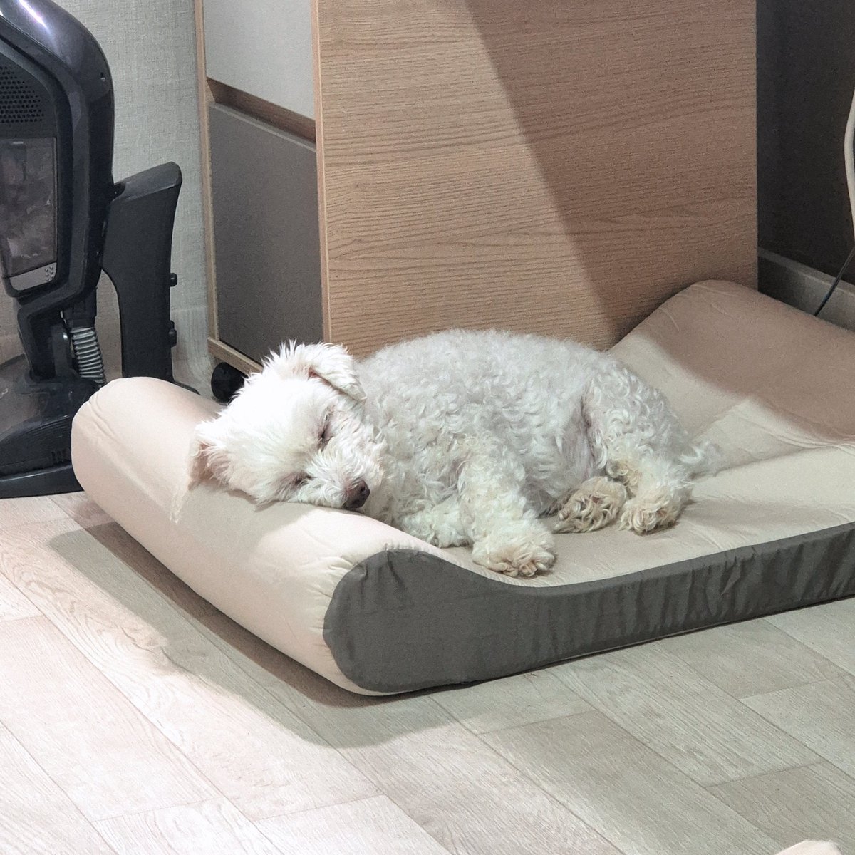 knitting_DunDun's tweet photo. 방에 잇는 큰 수납장 정리하다가 
누리침대 쿨커버 발견해서 바꿔줫더니
코 골면서 잘 잔다 기여워라 ㅋㅋ https://t.co/ojWmcKMixF