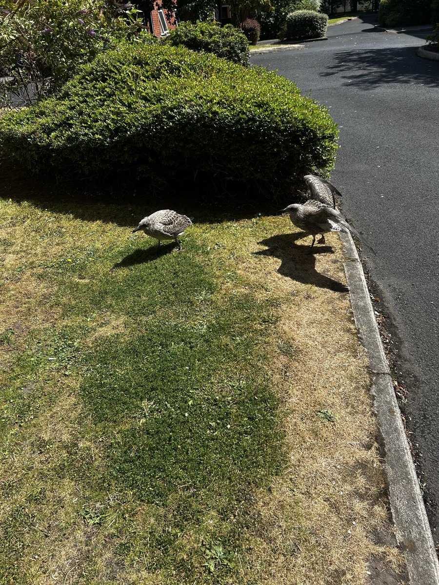 Lozzarella489's tweet photo. Started leaving water out for these baby seagulls at my accom cos it’s been so dry and hot I felt bad and they very quickly stole my heart :) I like to think they see me as a friend too https://t.co/lUGIg8JFu0