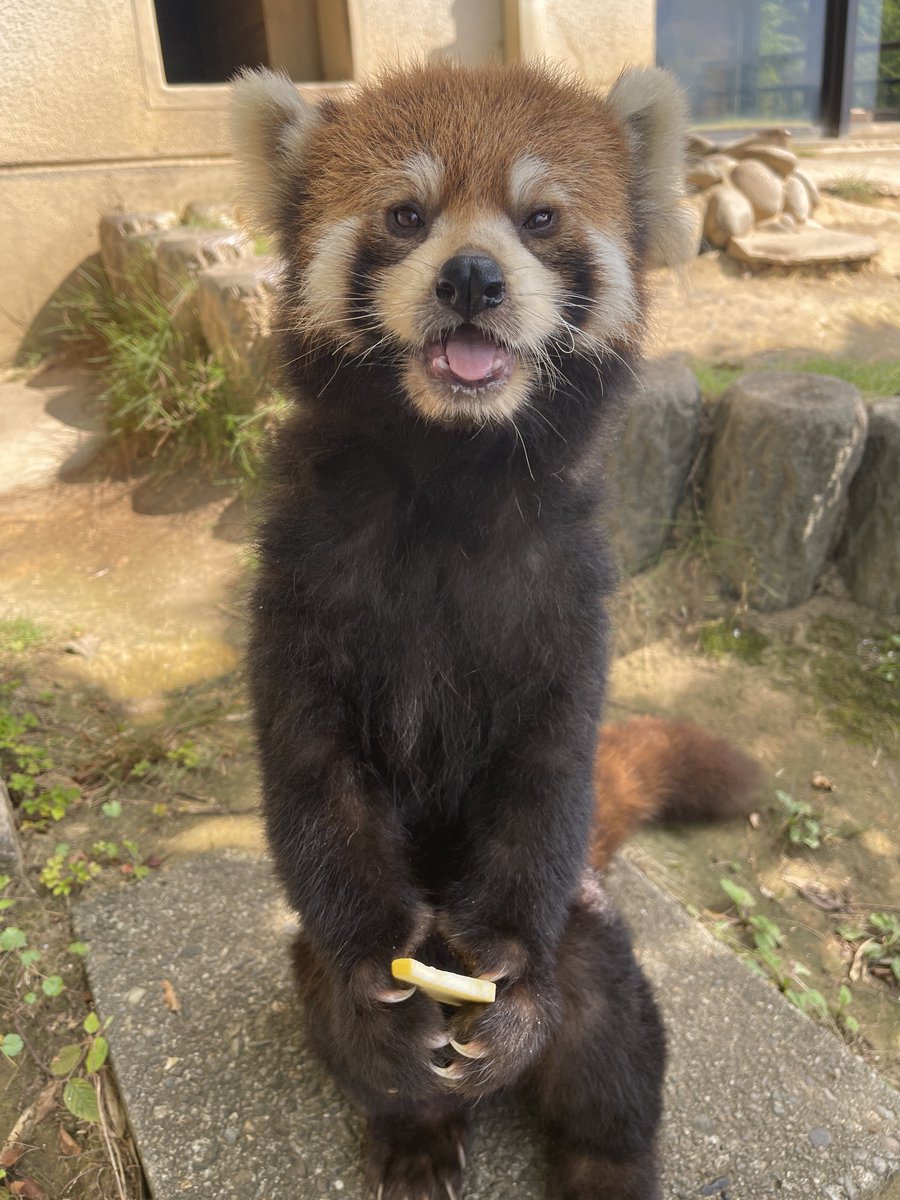 nishiyama_zoo's tweet photo. 🎂 HAPPY BIRTHDAY🎉
今日はまつばの12歳の誕生日です。

座り立ちで大事そうに両手にリンゴを持って食べる姿やラッコスタイルのグルーミングなど、マイペースで個性的な行動が魅力のまつばちゃん。

これからもまつばらしく、元気にのんびり過ごしてね！

#鯖江市西山動物園
#レッサーパンダ
#まつば https://t.co/uGiPwf2AZw