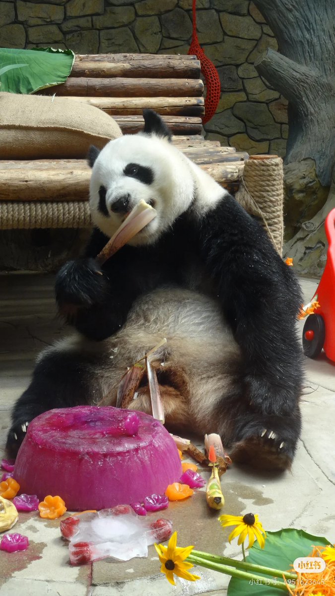 GoBaoding's tweet photo. Happy 11th birthday to Xinxin the giant panda at Baoding Wildlife Park!
Our sweet beauty enjoys tasty birthday treats today. Who’s here to send her wishes?
#Baoding #GiantPandaXinxin https://t.co/4UpUy5zZA3