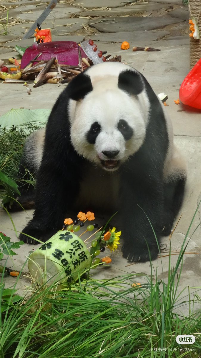 GoBaoding's tweet photo. Happy 11th birthday to Xinxin the giant panda at Baoding Wildlife Park!
Our sweet beauty enjoys tasty birthday treats today. Who’s here to send her wishes?
#Baoding #GiantPandaXinxin https://t.co/4UpUy5zZA3