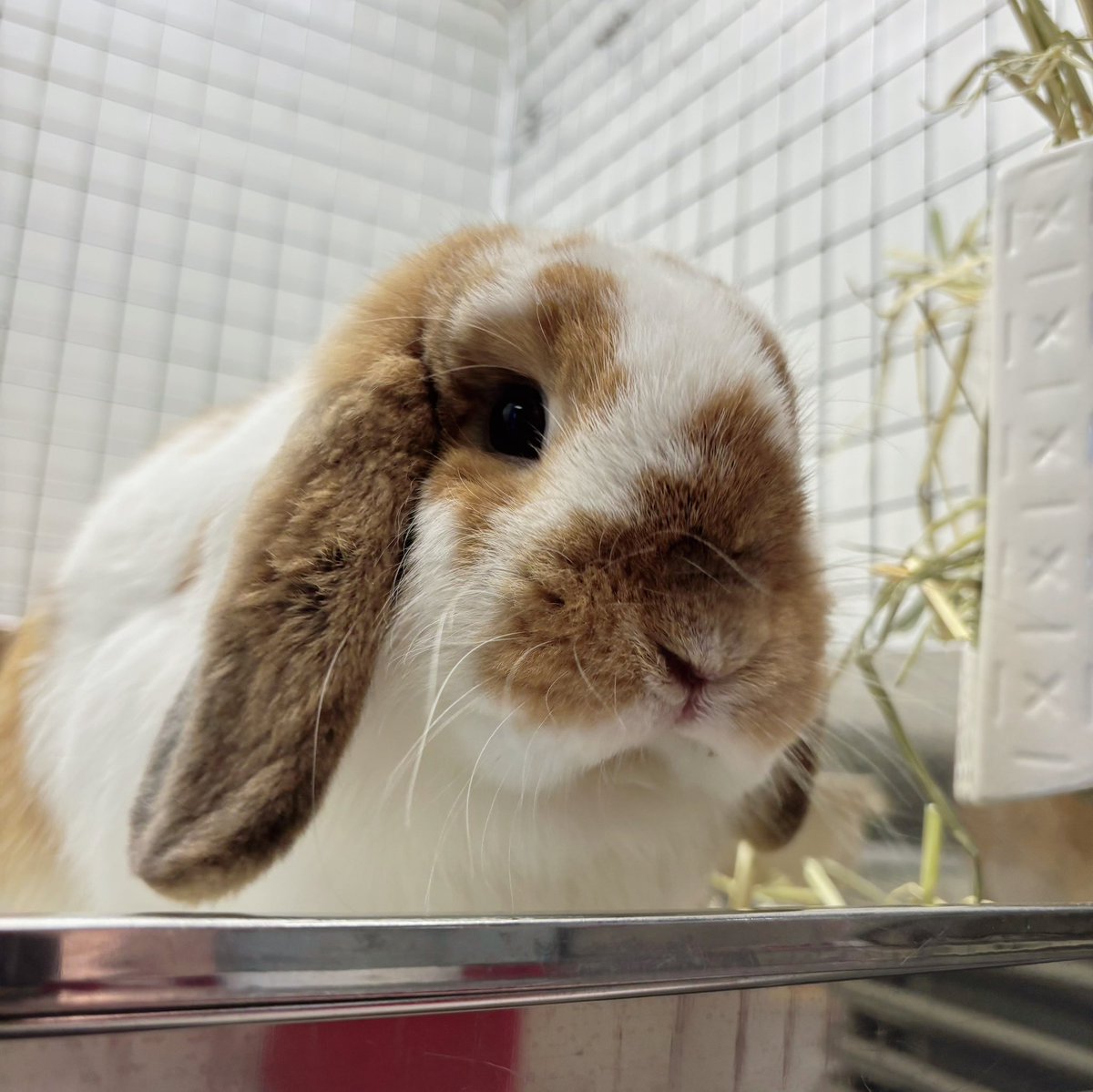 rabbit