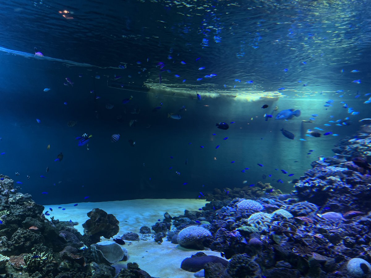 sencoh's tweet photo. 本日は、おおもりさんと水族館へ行ってきました～～～！
はるか昔に来た記憶があるようでないような、のんびり見て回って楽しかった！！！！
とてもよく動くウツボ新鮮でした😳
本日はありがとうございました！！！ https://t.co/gZIh1wQliF
