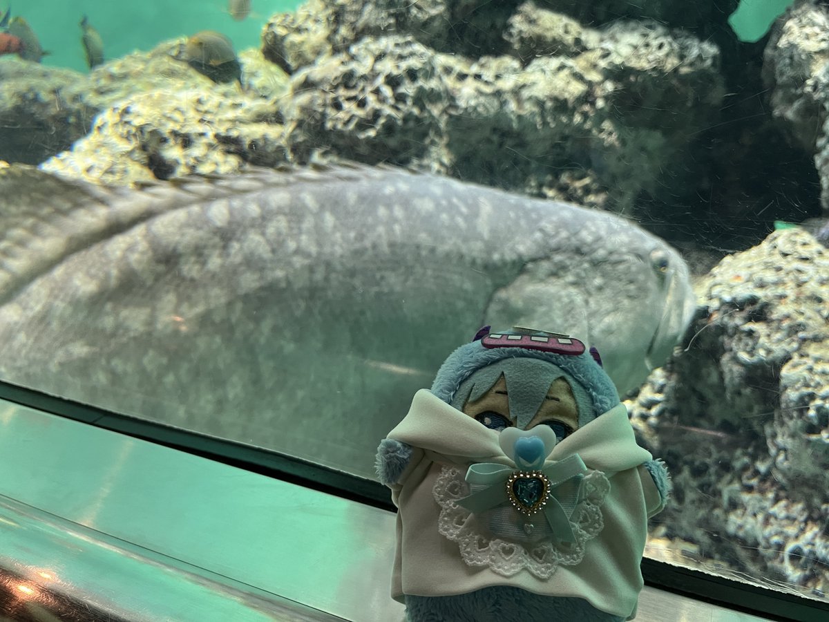 sencoh's tweet photo. 本日は、おおもりさんと水族館へ行ってきました～～～！
はるか昔に来た記憶があるようでないような、のんびり見て回って楽しかった！！！！
とてもよく動くウツボ新鮮でした😳
本日はありがとうございました！！！ https://t.co/gZIh1wQliF