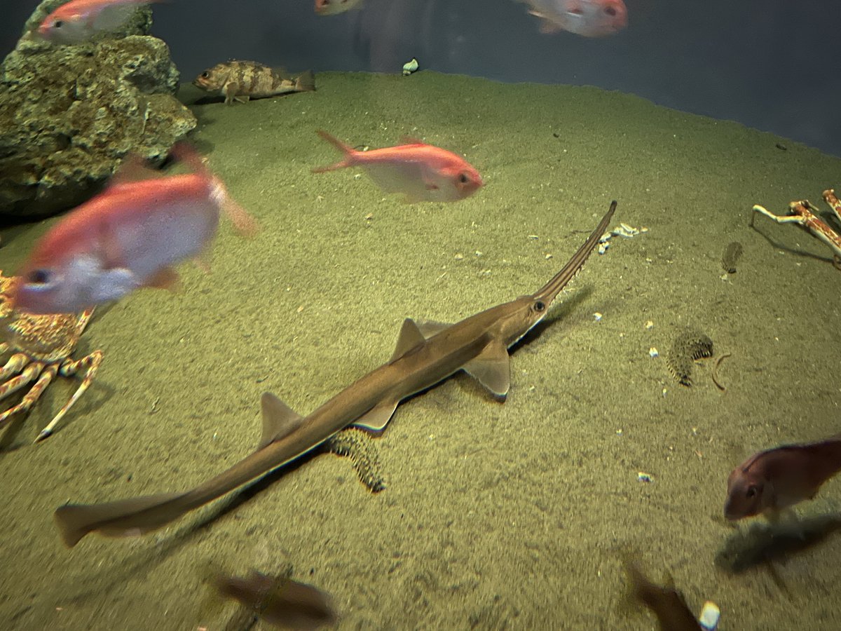sencoh's tweet photo. 本日は、おおもりさんと水族館へ行ってきました～～～！
はるか昔に来た記憶があるようでないような、のんびり見て回って楽しかった！！！！
とてもよく動くウツボ新鮮でした😳
本日はありがとうございました！！！ https://t.co/gZIh1wQliF