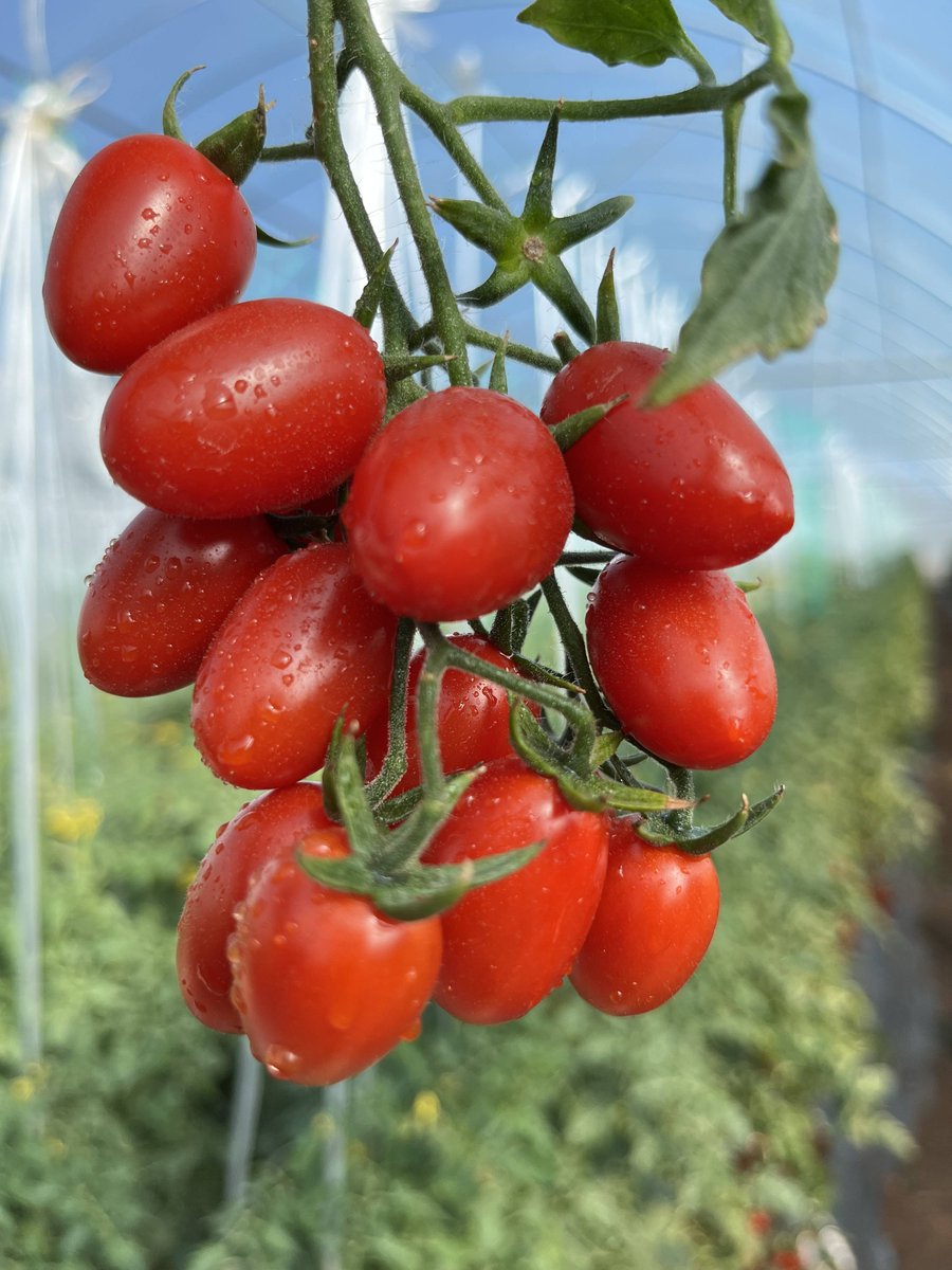 koseheon's tweet photo. Just tried the new organic cherry tomatoes from local farms—bursting with sweet juice, zero weird aftertaste, perfect for quick salads!  #FreshEats #LocalProduce， https://t.co/4F0BzapeK1