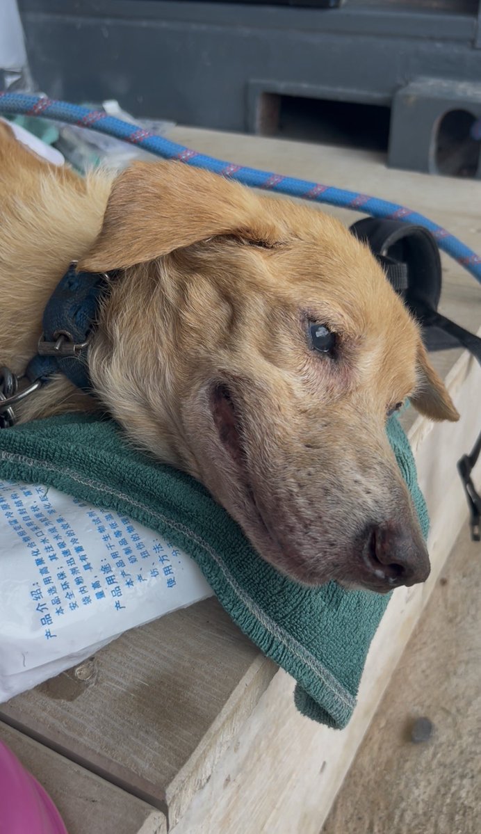 Happy Doggo Thailand tweet media