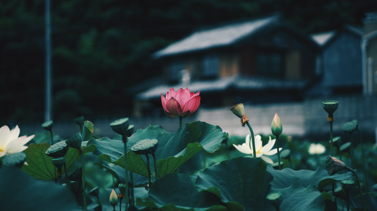 noco|花の写真家 tweet media
