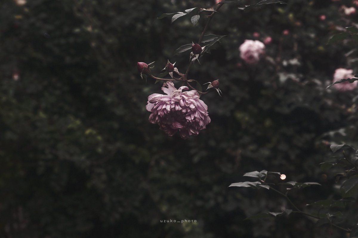 うずこ/𝚄𝚣𝚞𝚔𝚘 tweet media