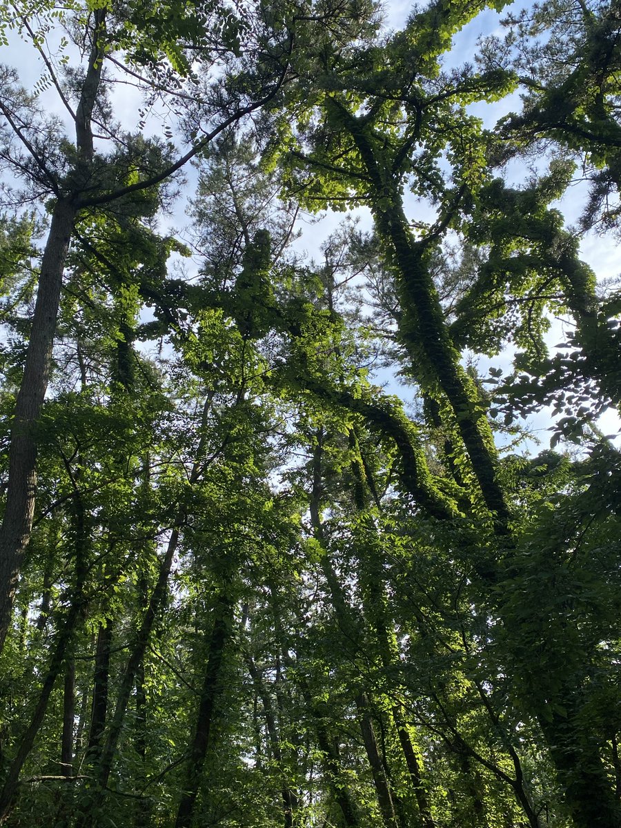 happomanman's tweet photo. 能代市　「風の松原」

日本最大の規模を誇る松林です。
東西幅１キロメートル、南北総延長１４キロメートル。 面積は約７６０ヘクタールで、東京ドーム１６３個分もの大きさです。

森林浴森林浴。 https://t.co/uBOIWVIcF8