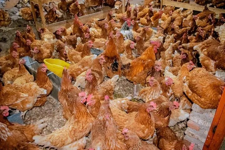 GitegaVuturaa's tweet photo. 1/3.Durant ses vacances, la Ministre @BMineagrie, Calinie Mbarushimana, poursuit ses visites auprès des agriculteurs et éleveurs professionnels. Le 15/7/2026, elle a visité ceux des collines #Bigera, #Mutaho, #Rurengera &amp; #Bitare, en commune #Bugendana.
@GeneralNeva 
@IntumwaNews https://t.co/6QAQZVeNwH
