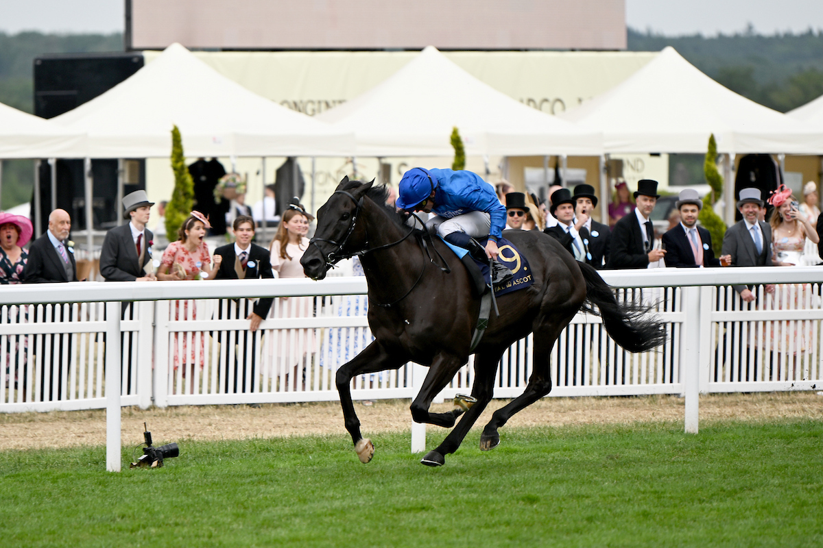 RacingTV's tweet photo. 🔵 A very happy retirement to Rebel's Romance

🏇 32 runs
🥇 22 wins
🏆 G1 Dubai Sheema Classic (2024)
🏆 G1 Hong Kong Champions & Chater Cup (2024)
🏆 Joe Hirsch Turf Classic Stakes (2025)
🏆🏆 G1 Breeders' Cup Turf (2022, 2024)
🏆🏆 G1 Preis von Europa (2022, 2024)
🏆🏆 G1 Grosser Preis von Berlin (2022, 2025)
💷 £12,212,756 in prize money