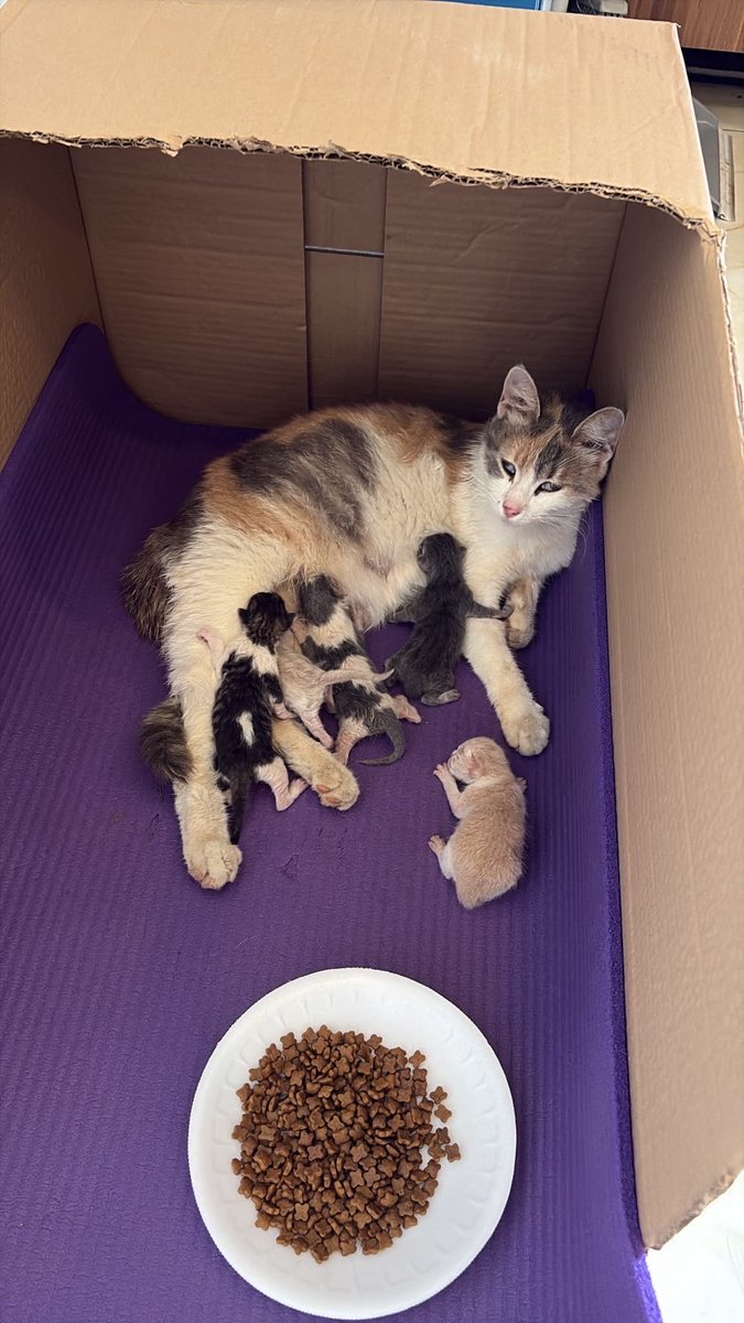 userseymos's tweet photo. işyerinde beslediğimiz kedo doğurdu kartondan müstakil ev yapıp altına yoga matı serdik bizim ilgi alaka seviyesi https://t.co/h9VsQgyP1v