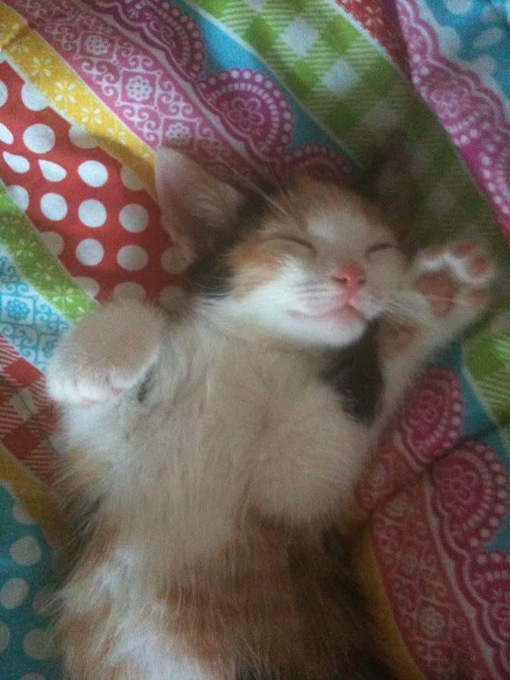 catsdotjpg's tweet photo. https://t.co/XYvb07wUVs